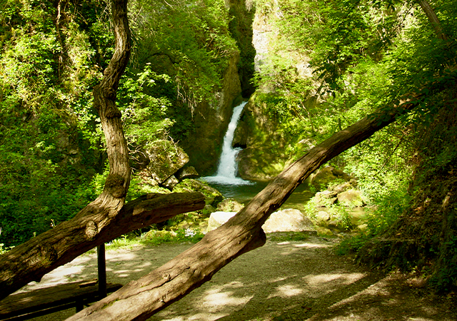 foresta-modello-foto-gallery-01