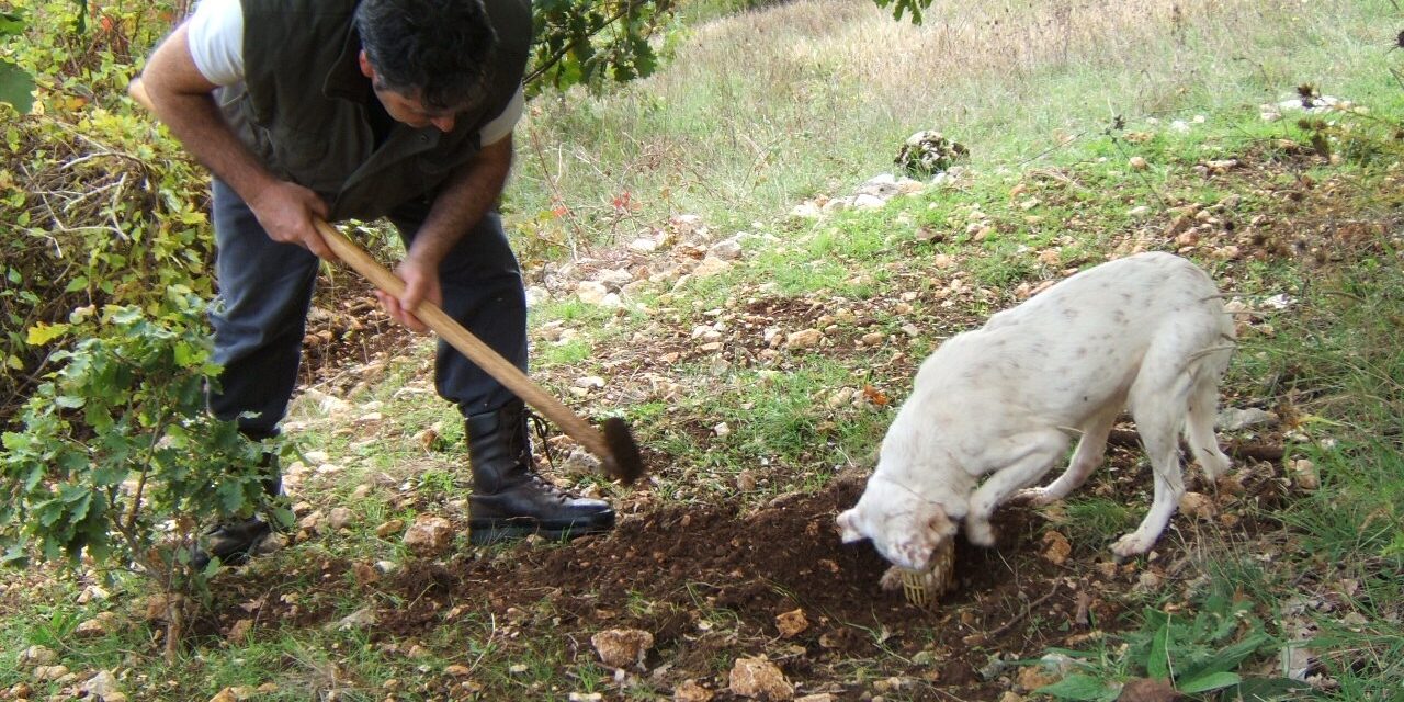 cercatore di tartufo con cane