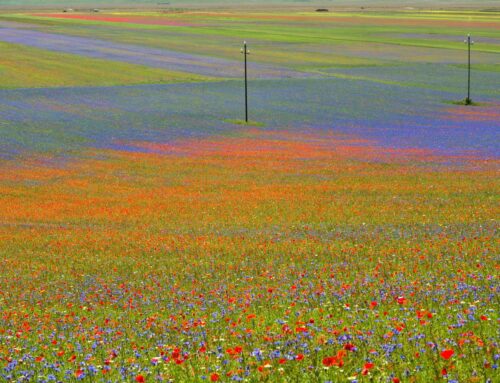 Ricostruire dopo il sisma: senza l’uomo la natura diventa matrigna