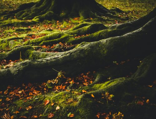 Wood Wide Web: come comunicano le piante?