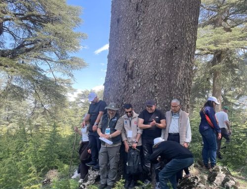 I nuovi patriarchi verdi: l’Abruzzo e i suoi alberi secolari guidano l’Italia della biodiversità