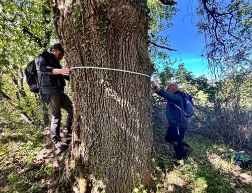 Diventa custode del patrimonio verde: segnala gli alberi monumentali del tuo territorio!